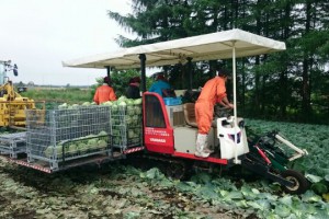 キャベツ収穫作業スタッフ（派遣）の職業、求人イメージ写真