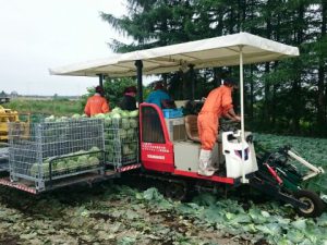 キャベツ収穫作業スタッフ（派遣）の職業、求人イメージ写真